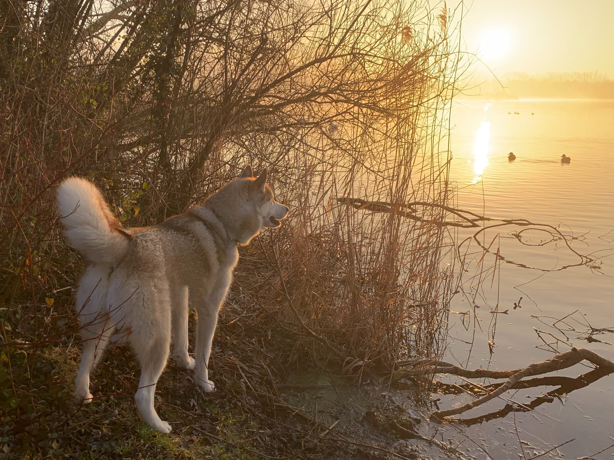 Thor standing at a lakeshore at golden hour, looking out toward ducks on the water