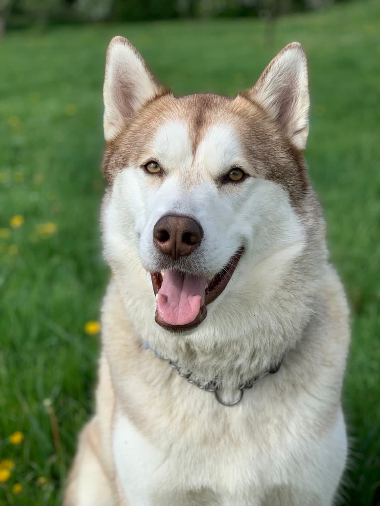 Thor facing the camera on a green lawn