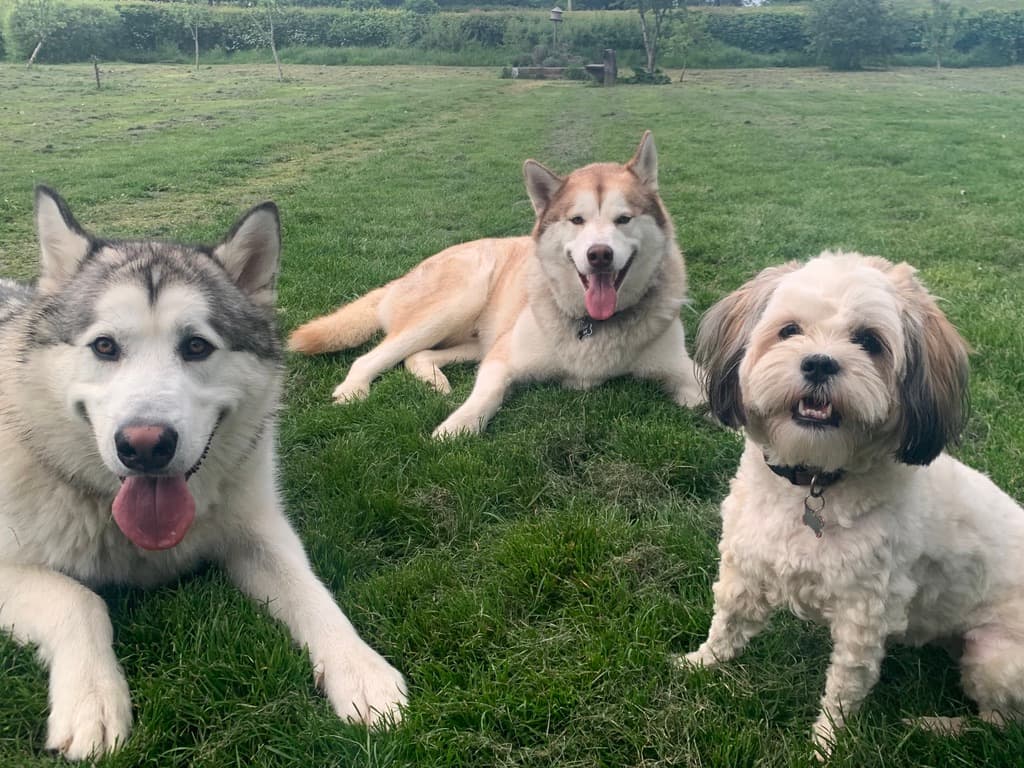 Thor lying on the grass with two companion dogs, one a husky and one a small white dog