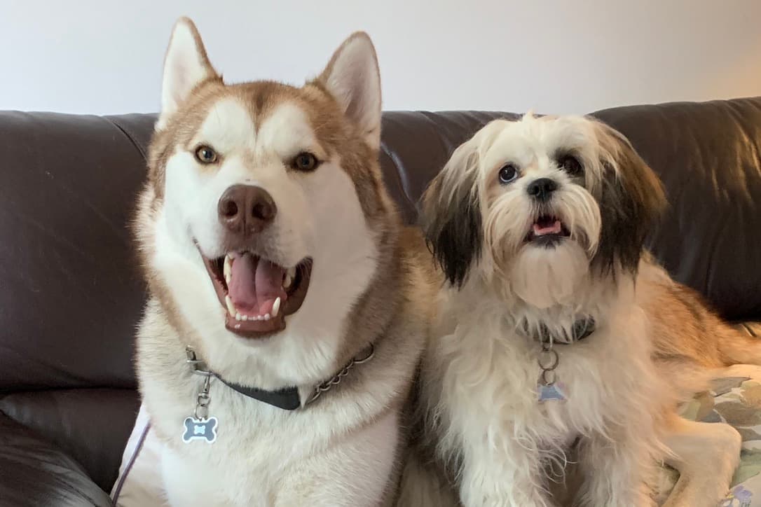 Thor sitting on a sofa beside a small white companion dog