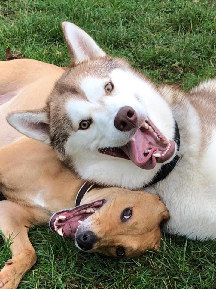 Thor lying on the grass, playfully huddled with a tan companion dog